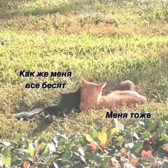 4541ADA0-8E61-4BB0-9F52-81318E6D1E72.jpeg