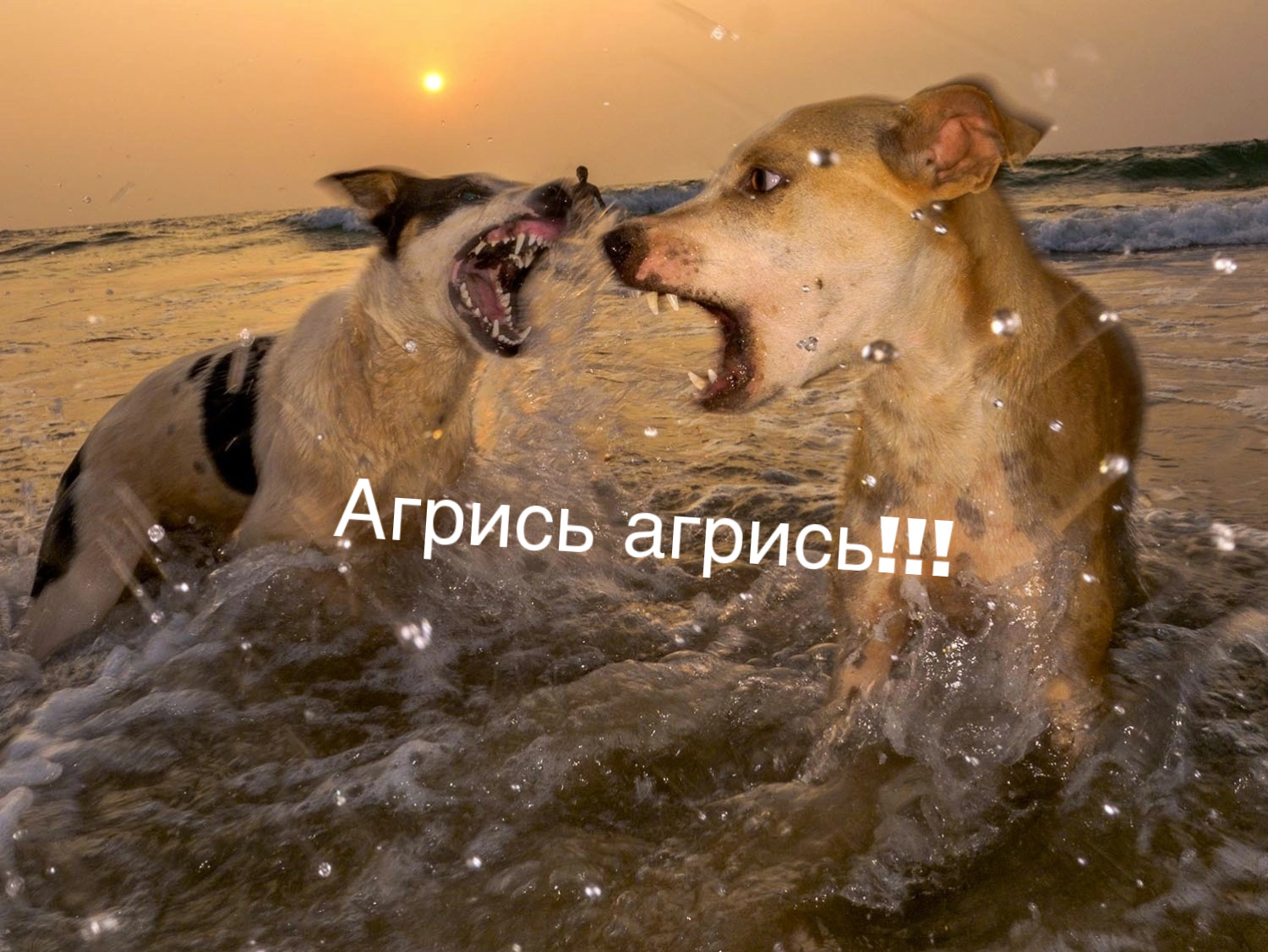 72FB7B30-D24A-4483-BA71-2DB9C6B4A45D.jpeg