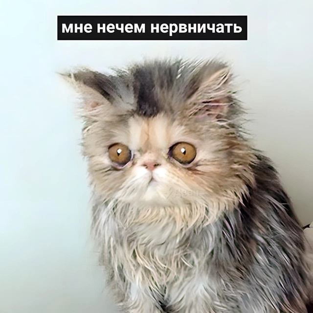 7QzR2zYLzXgNOMur4xTqBvYUGIm89yFVh8dph8A4e5kAGnmelhoQ2s9hwGkGvihoVReI0lrbbBi6qJYEeMllEtLM.jpg