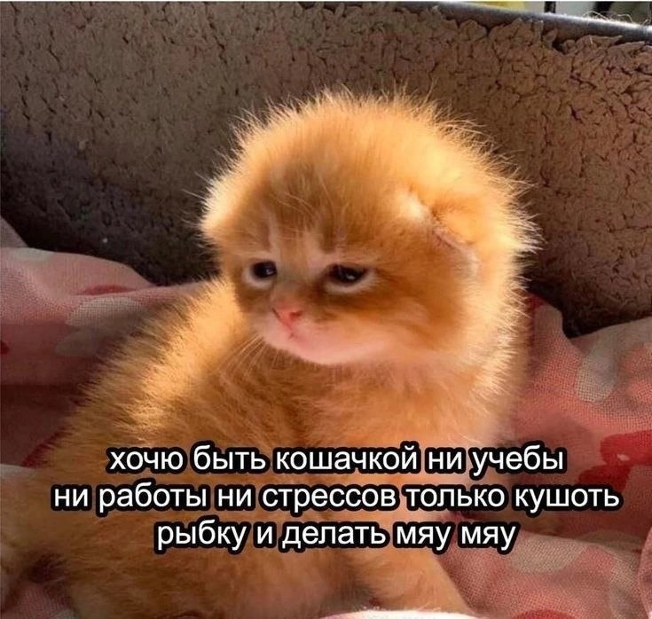 A7FB6D90-7589-49A1-A410-7F91AF0A19CF.png