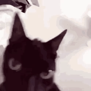 ahoklollmao-angry-cat.gif