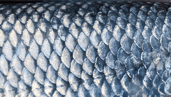art-real-walleye-fish-scales-600nw-1718681989.jpg