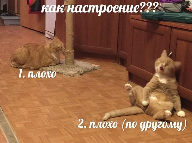 B0F29CB8-3FD3-4CC9-A7F8-A650F02B30F5.jpeg