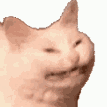 ballsdex-ballsdexkot.gif