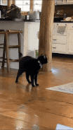 black-cat-crazy-cat.gif