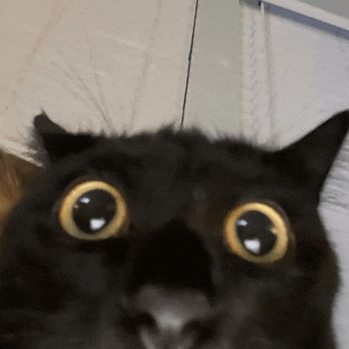 black-cat.gif