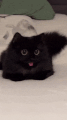 black-cat-void-cat.gif