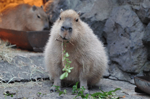 capibara.gif