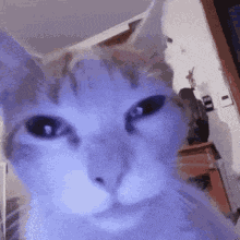 cat (1).gif