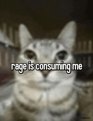 cat (1).gif
