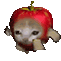 cat-apple.gif
