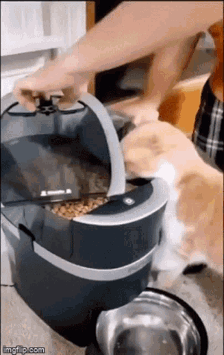 cat-big-bite.gif