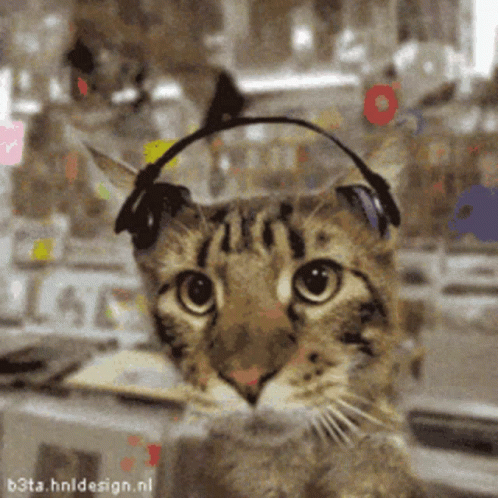 cat-bobbing-head.gif