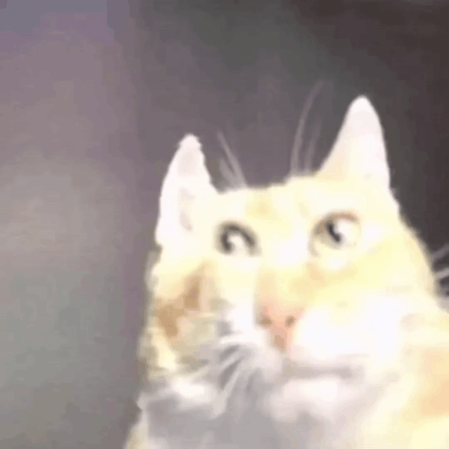 cat-cat-funny.gif