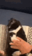 cat-cats (1).gif