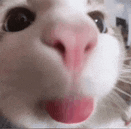 cat-cats (1).gif