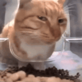 cat-cats.gif
