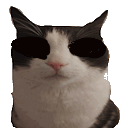 cat-cats.gif