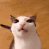 cat-crunch (1).gif