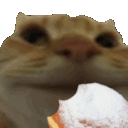 cat-eat-funny-cat.gif