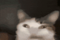 cat-funny-cat.gif