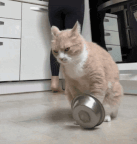 cat-funny.gif