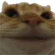 cat.gif
