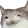 cat.png