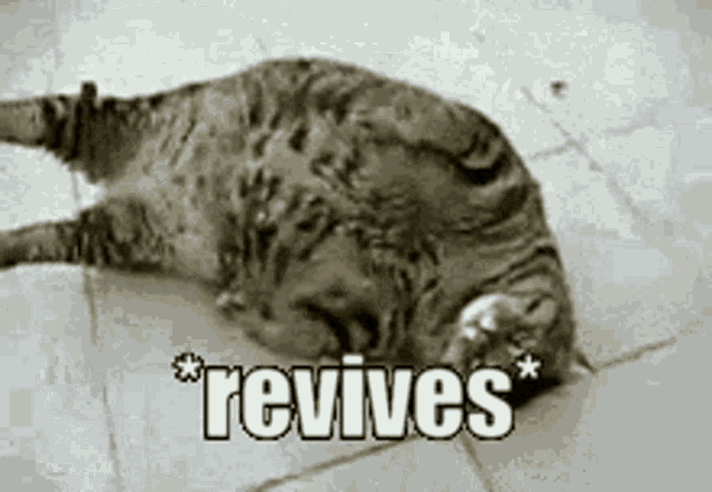cat-revives.gif