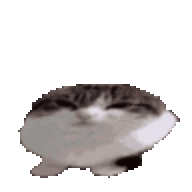cat-silly.gif