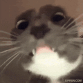 cat-stare-boomer-cat.gif