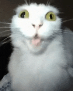 cat-white-cat.gif