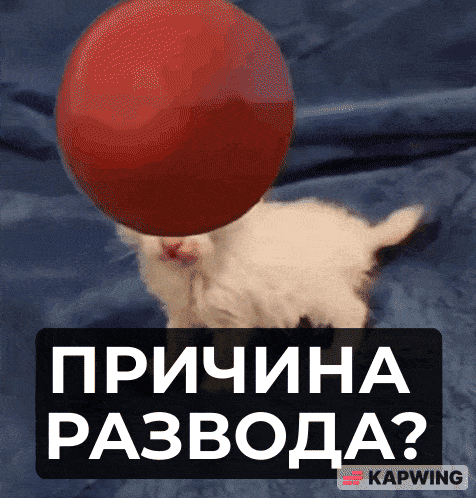 cat_tomato_tomato_V1.gif