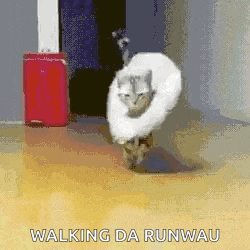 cats-cute.gif