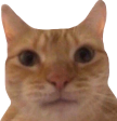 CatWHAT (1).png