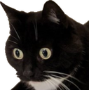 catWhat.png