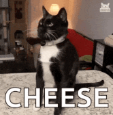 cheese-challenge-cat.gif