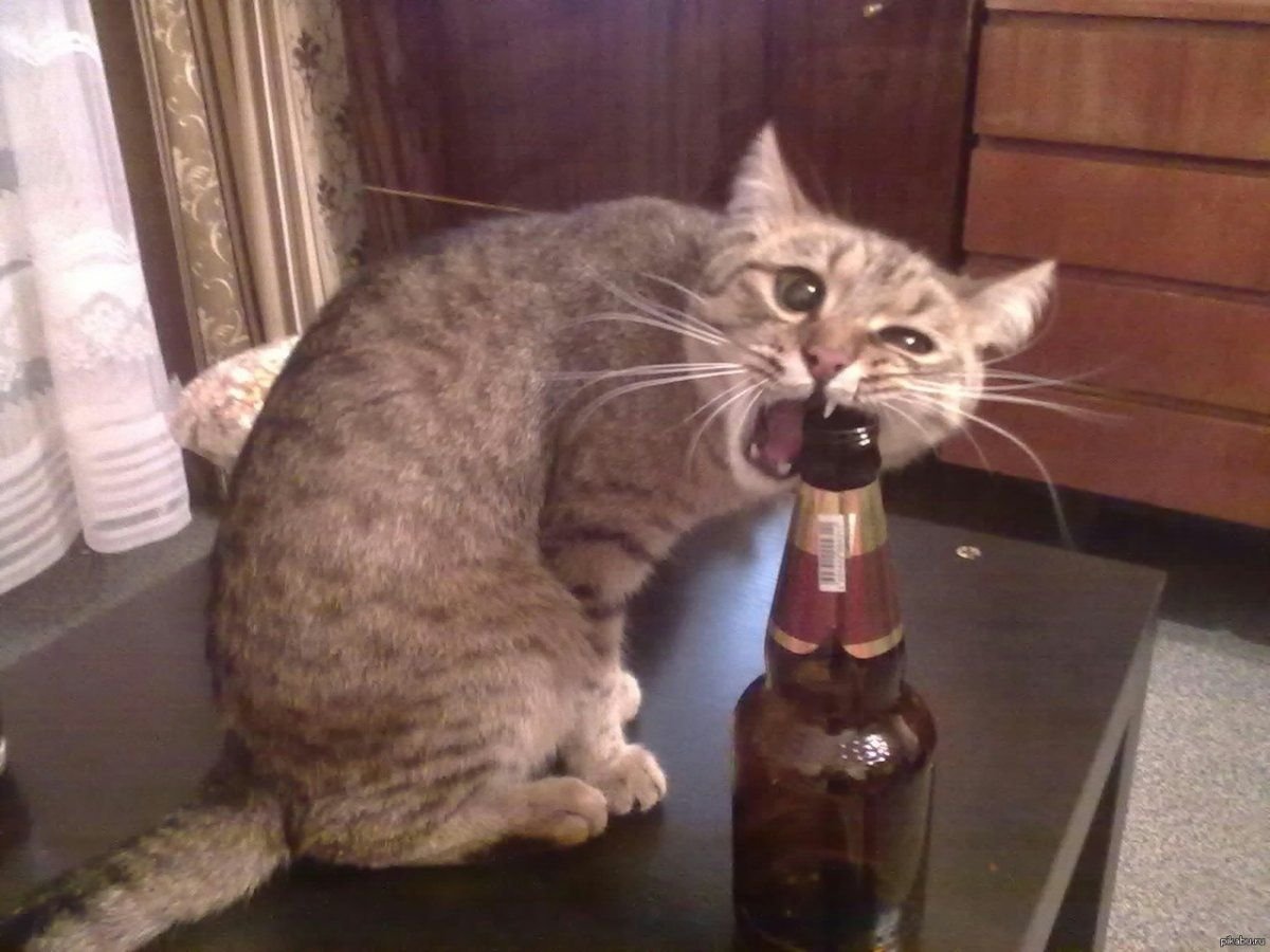 cool-klev-club-g8c5-p-prikolnie-kartinki-kot-s-pivom-3.jpg