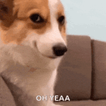 corgi-smirk (1).gif