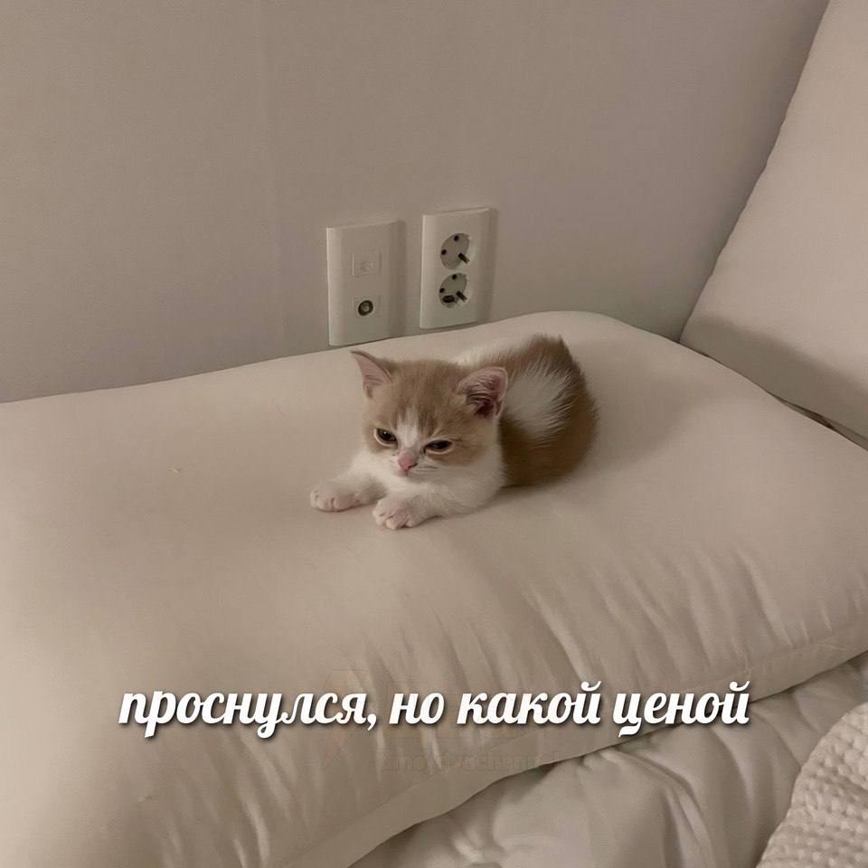 D7F52B5D-1D6E-408E-9320-88A6529DC61B.jpeg
