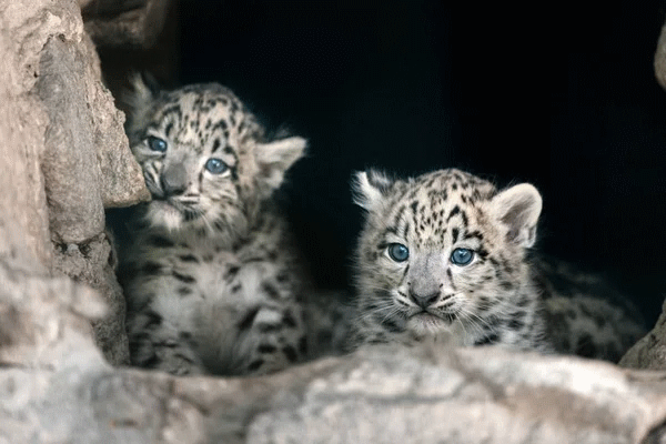 depositphotos_206588238-stock-photo-cute-two-snow-leopard-baby.png