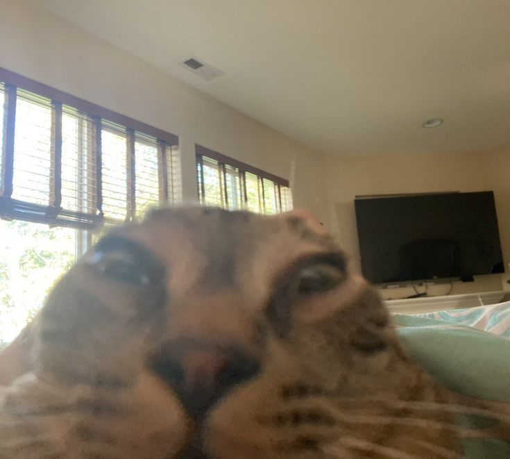 DF6B08B7-03A9-4BB9-853E-79764DD52392.jpeg