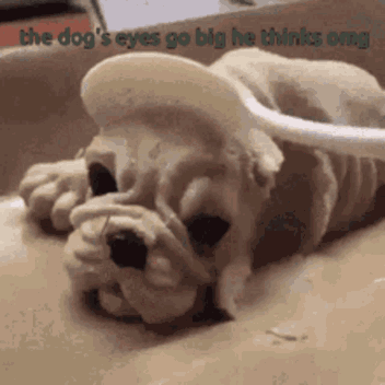 dog (1).gif