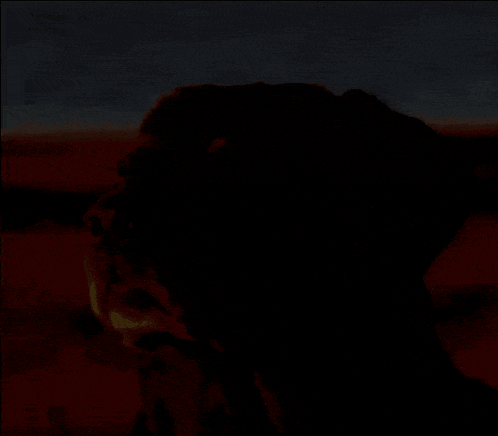 dog-dog-staring-at-sun.gif