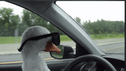duck-with (1).gif