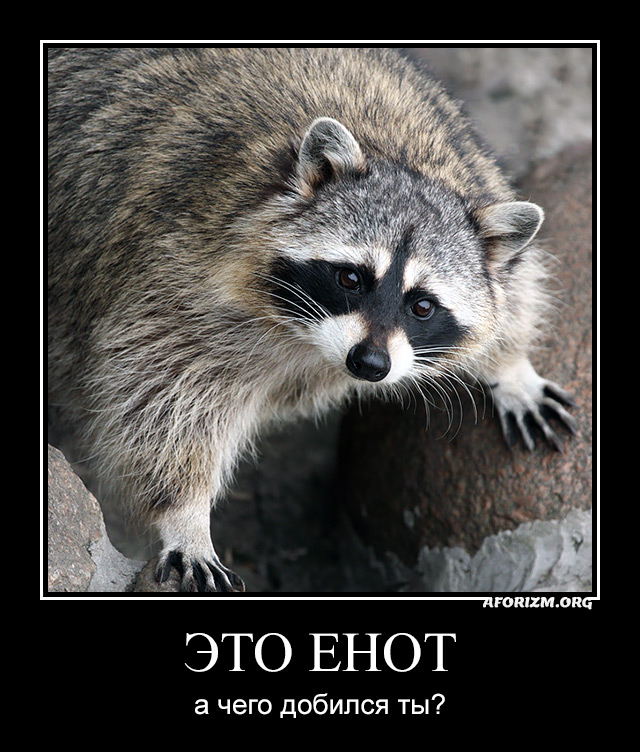 eto-enot-a-chego-dobilsya-ty.jpg