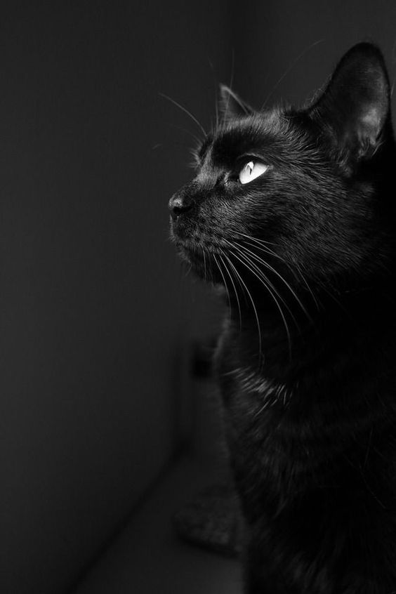 fa57b07bf66e26a2f652199753bb4741.jpg