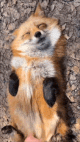 fox-foxes (1).gif