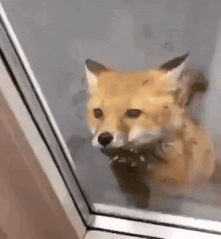 fox-let-me-in (1).gif