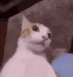 funny-cats-funny.gif